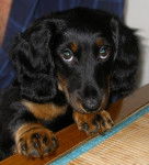 Eabane adorable teckel à poils longs - Teckel