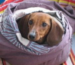 Elia - Teckel (2 ans)