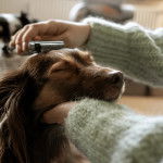 Un Teckel se faisant brosser le pelage