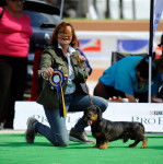 Un Teckel tenu en laisse par une femme, brandissant le prix qu'il a obtenu lors d'une exposition canine