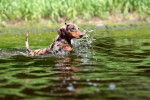 Un Teckel nageant dans l'eau