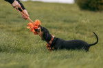 Un Teckel tirant une corde des mains de son maître