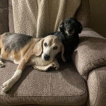 Un Teckel allongé sur un canapé à côté d'un autre chien 