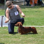 Un Teckel en pleine séance d'éducation