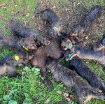 Une meute de Teckels autour de la dépouille d'un sanglier