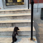Un Teckel montant les marches d'accès à un bâtiment. 