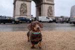Un Teckel devant l'Arc de triomphe, à Paris 