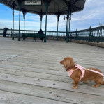 Un Teckel sur la Terrasse Dufferin à Québec (Canada)