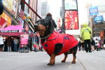 Un Teckel portant un manteau rouge à Times Square (New York, États-Unis)