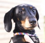 Groseille .. la Star - Teckel (6 mois)