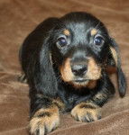 Dexter - Teckel Mâle (1 mois)