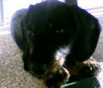 Finaud - Teckel Mâle (2 ans)