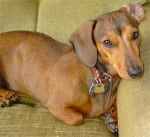 charlie - Teckel Mâle (5 ans)