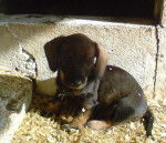 pretzel - Teckel (5 ans)