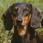 pretzel - Teckel (5 mois)