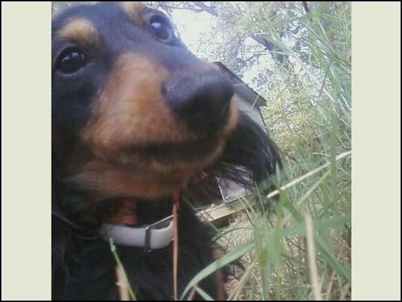 Harley - Teckel Mâle (4 ans)