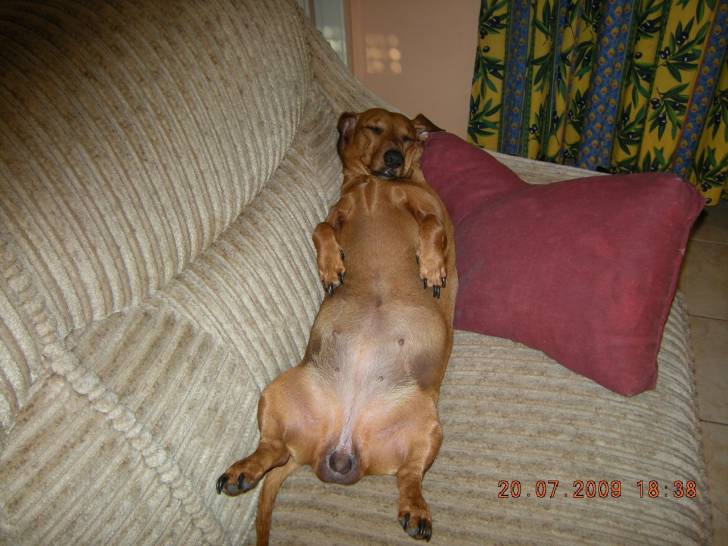 dolie - Teckel (3 mois)