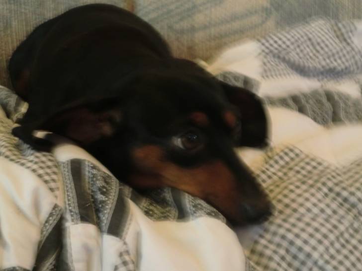 Daisy - Teckel (3 ans)