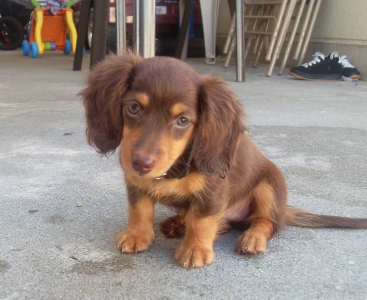 blue - Teckel (1 mois)