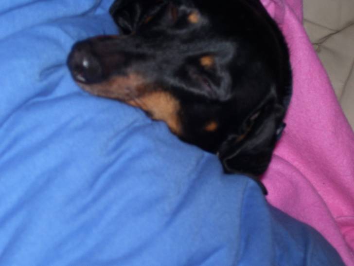 willy - Teckel Mâle (7 ans)