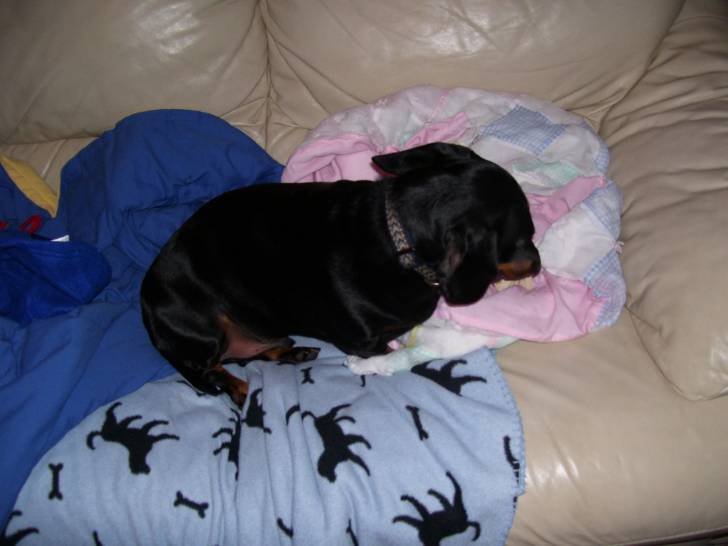 willy - Teckel Mâle (7 ans)
