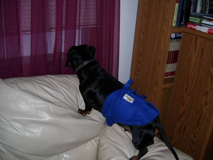 willy - Teckel Mâle (7 ans)