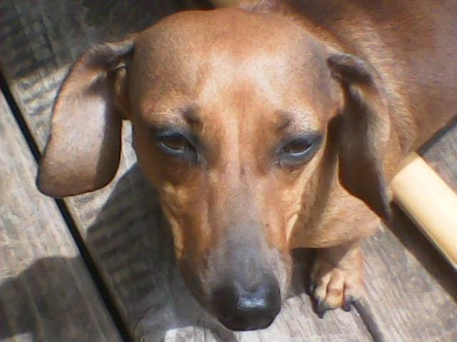Roxy - Teckel (3 ans)