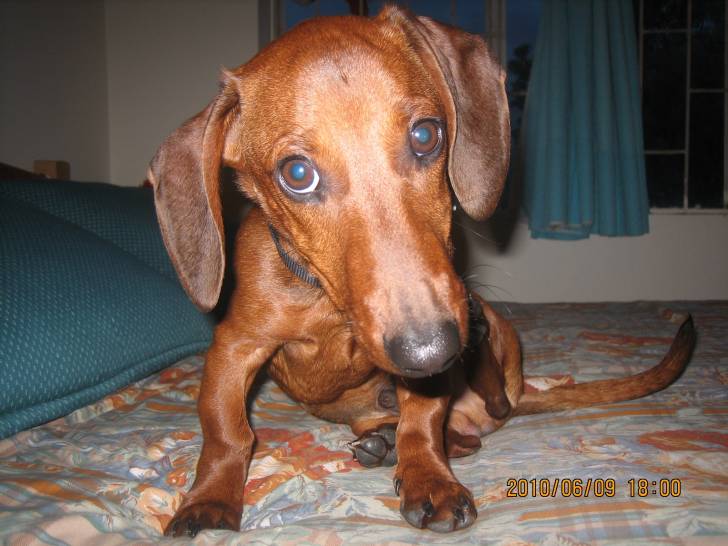 Señor Salchicha - Teckel Mâle (3 ans)