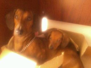 Señor Salchicha Y MICKEY - Teckel Mâle (3 ans)