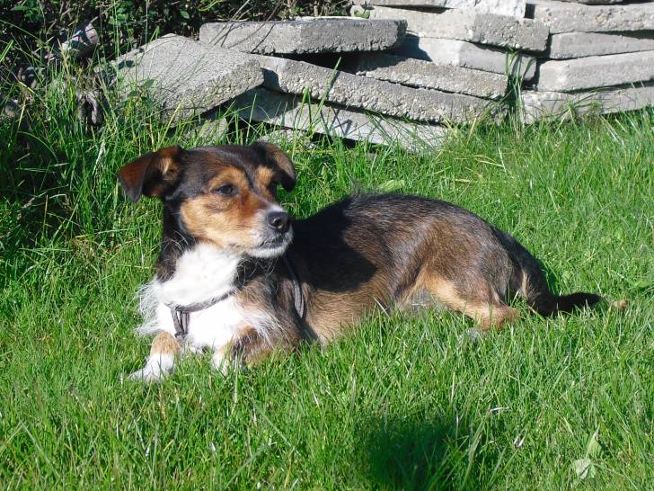 Moritz - Teckel Mâle (9 ans)
