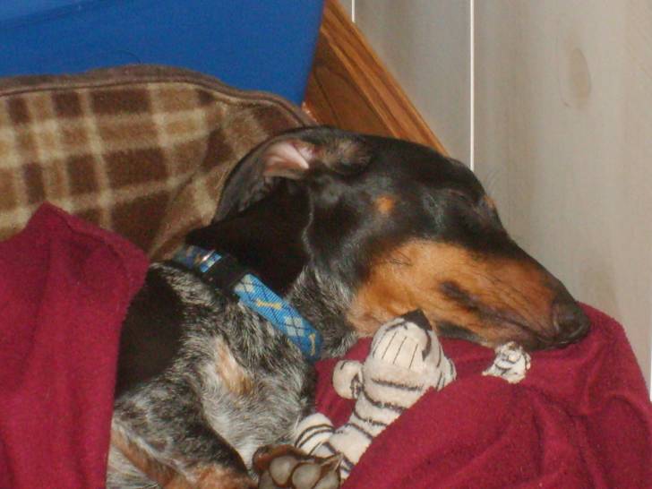 Pepper - Teckel Mâle (8 mois)