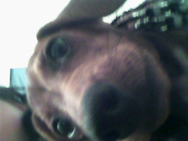 cookie - Teckel (1 mois)