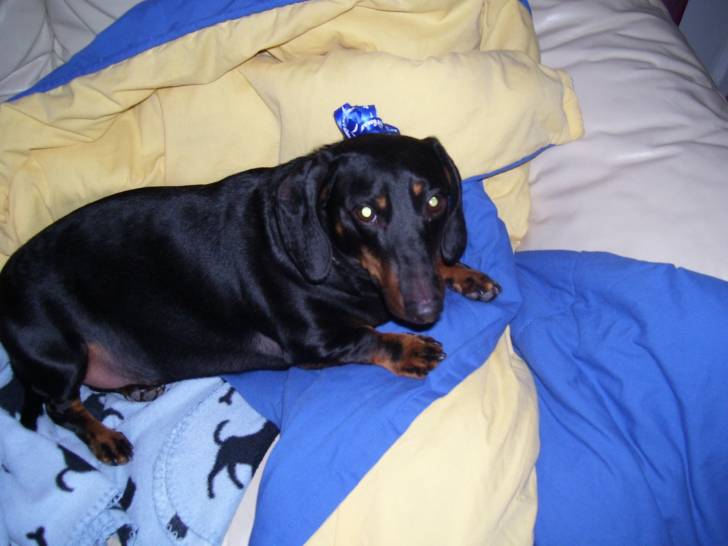 Willy - Teckel Mâle (7 ans)