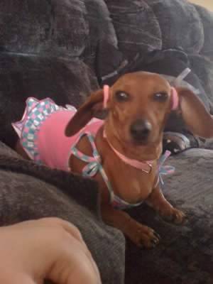 Penny - Teckel (9 ans)