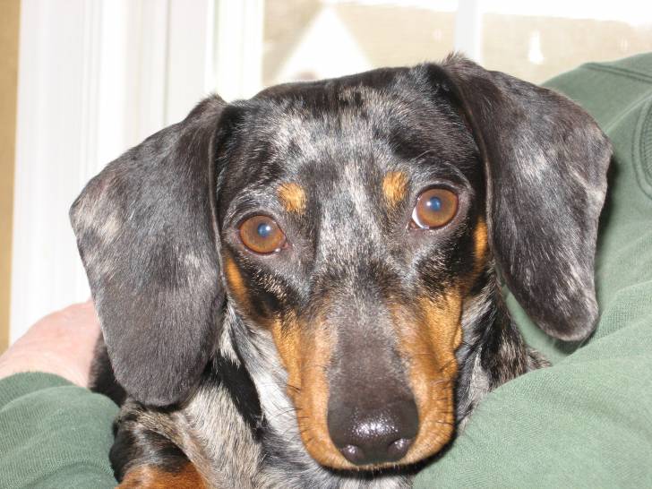 Maggie - Teckel (6 ans)