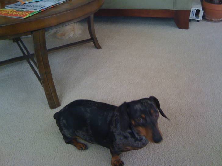 Maggie - Teckel (6 ans)