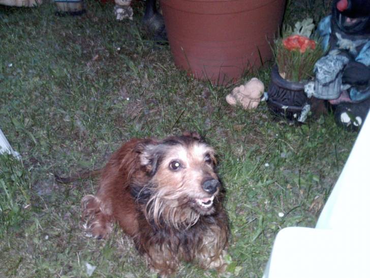 Lady - Teckel (15 ans)