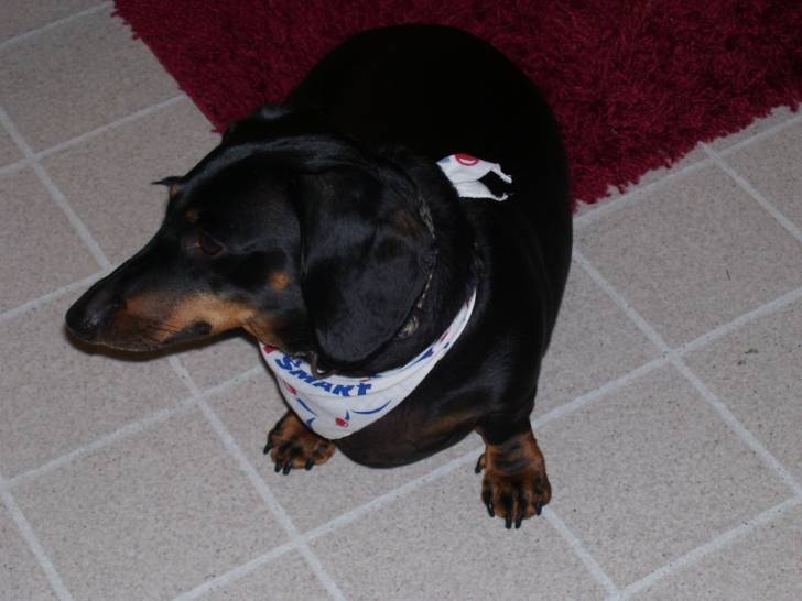 Willie - Teckel Mâle (7 ans)