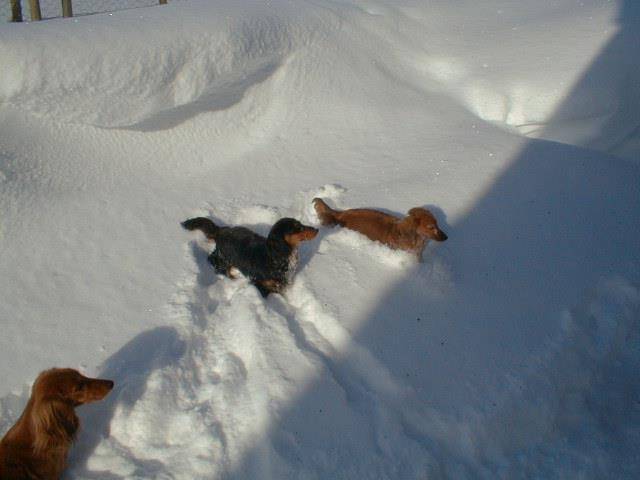 hidi abby and toby - Teckel (2 ans)
