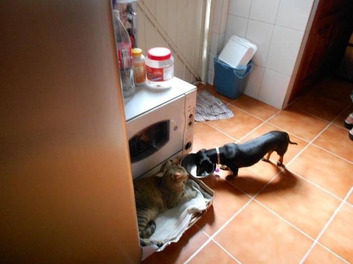 celky y cathi - Teckel (4 ans)