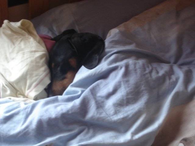 Cookie - Teckel Mâle (2 ans)