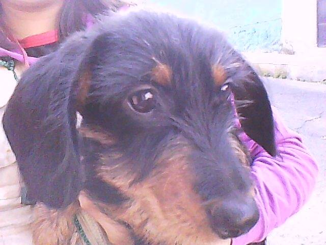 iicKaa - Teckel (7 mois)