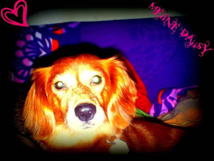 Daisy - Teckel (11 ans)