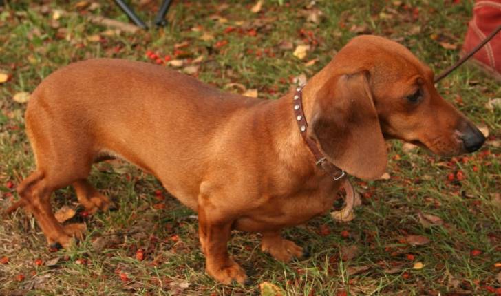 Lily - Teckel (2 ans)