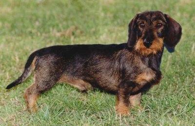 Zippy - Teckel (6 ans)