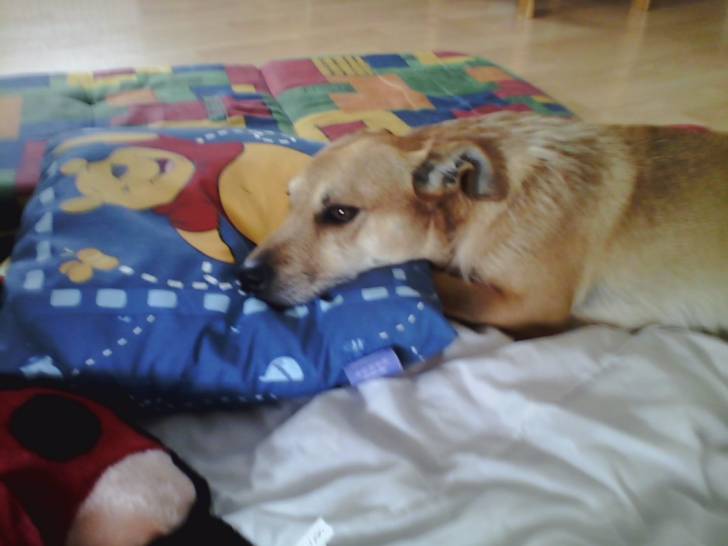 Speedy - Teckel Mâle (3 ans)