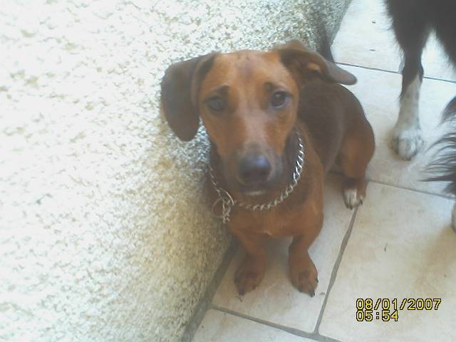 scamp - Teckel Mâle (1 an)