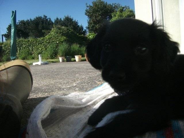 chupen - Teckel (8 mois)