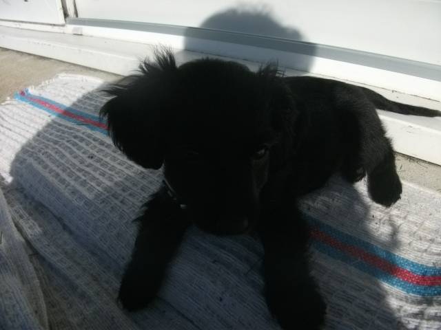 chupen - Teckel (9 mois)