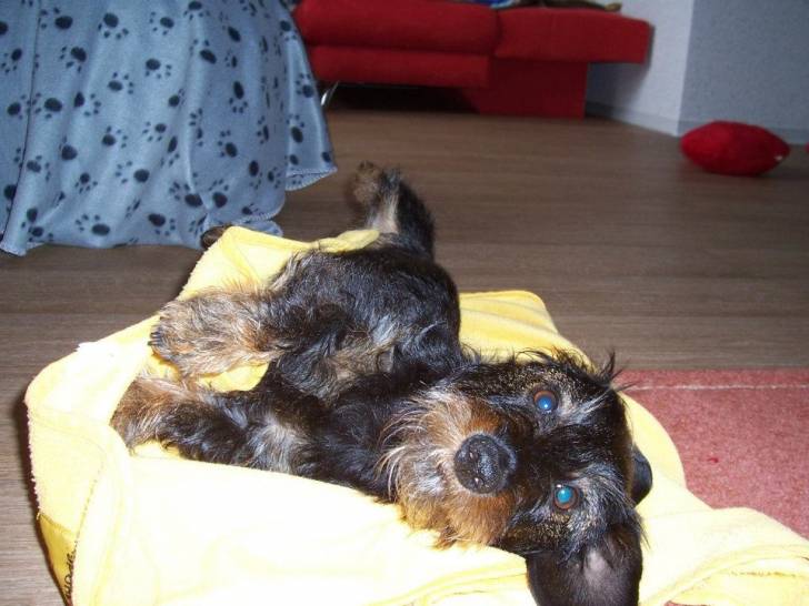 Nessie - Teckel (2 ans)